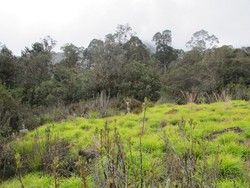 Papua Memang Ajaib, Punya Padang Rumput di Atas Awan