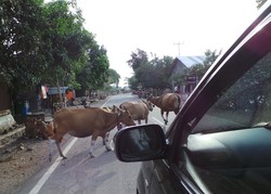 Beda dengan Jakarta, Macet di Sumbawa Malah Bikin Tertawa