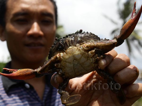 Melihat Budidaya Kepiting di Cilacap