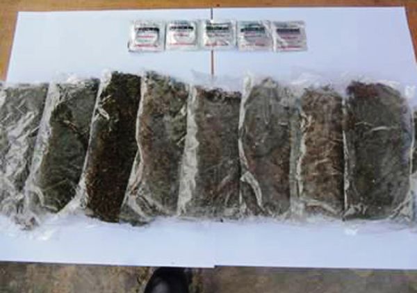 Yonif 400/Raider Amankan 1 Kg Ganja di Papua