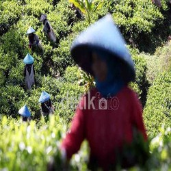 Kementan Tolak Usulan BKPM Soal Revisi UU Hortikultura