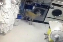 Rusa Liar Masuk ke Hotel di AS, Bikin heboh!