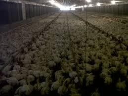 Keuntungan Ternak Ayam Broiler 100 Ekor