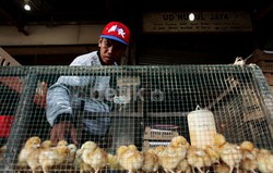Khawatir Diduga Kartel, Pengusaha Lapor Soal Pemusnahan 6 Juta Bibit Ayam