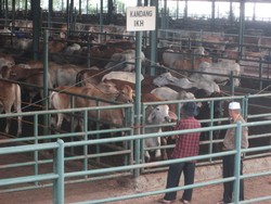 Ini Cara Pemerintah Tingkatkan Populasi Sapi