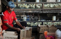 Ini Penyebab Harga Ayam Juli Melonjak, September Turun Drastis