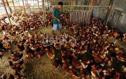 RI Masih Impor Indukan Ayam 665.000 Ekor Tahun Ini