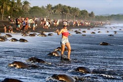 Keterlaluan, Rombongan Turis Ganggu Penyu Bertelur di Kosta Rika