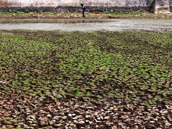 Setu Cinere Kering Kerontang