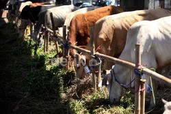 KPPU: Impor Sapi dan Garam dari Australia, Apa Itu Nggak Aneh?