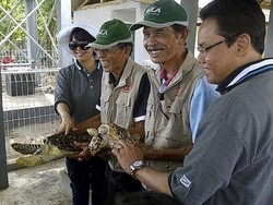 Daihatsu Belajar Filosofi Bisnis dari Penyu