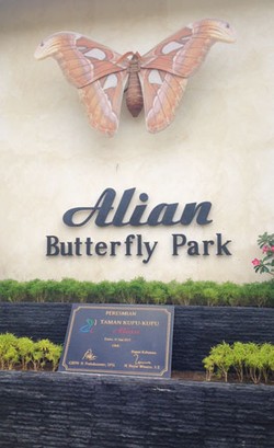 Mengenal Ragam Kupu-Kupu Langka di Taman Kupu-Kupu Kebumen