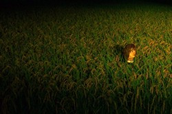 Manekin Jadi Orang-orangan Sawah di Jepang, Nggak Mau Lihat Ah!