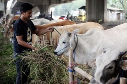 Kementan: Stok Hewan Kurban Aman, Tak Ada Gejolak Harga
