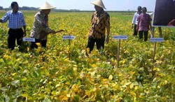 Petani Rugi Tanam Kedelai, Lahan Susut 60%