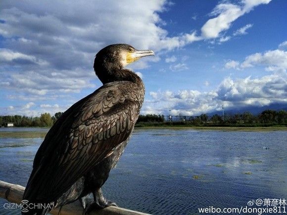 Hasil Jepretan Xiaomi Mi 4c Tampil Detail