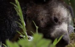 Konon, Leluhur Orang Papua Bukan Manusia