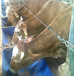 RI Punya Banyak Lahan Buat Peternakan Sapi, Tapi Pembebasannya Sulit