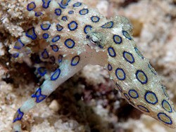 Inilah Gurita Paling Mematikan di Dunia