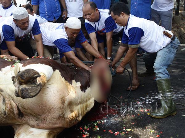 DPD Demokrat Kurban 9 Sapi 49 Kambing