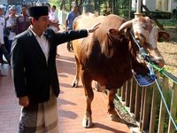 Menteri Yuddy Serahkan Sapi Jokowi dan JK ke Istiqlal