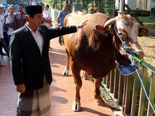 Menteri Yuddy Serahkan Sapi Jokowi dan JK ke Istiqlal