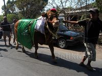 Sapi Berbobot 1 Ton Diarak Sebelum Dikurban