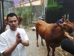 Raffi Ahmad Kurban 4 Sapi dan 3 Kambing