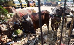 Akhir September, RI Terima 11.000 Sapi Impor