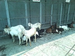 Omset Turun, Pedagang Hewan Kurban di Tanah Abang Beri Diskon