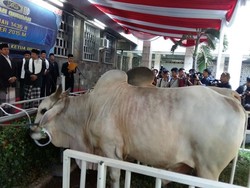 Sapi Kurban Jokowi Berbobot 1,3 Ton, Mentan: Ini Sapi Lokal Loh