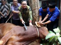 DPP PAN Lakukan Pemotongan Hewan Kurban