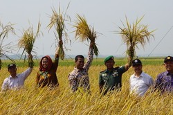 Mentan Panen Padi Bersama IPB di Karawang, Bukti Stok Gabah Melimpah