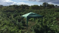 Hutan Ganja Ditemukan di London