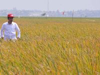 Presiden Jokowi Panen Bibit IPB 3S