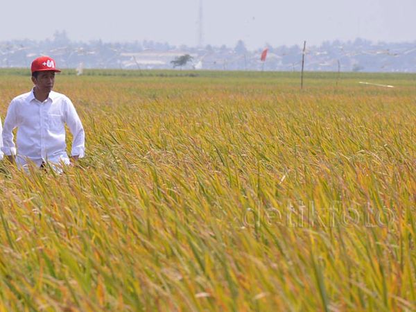 Presiden Jokowi Panen Bibit IPB 3S