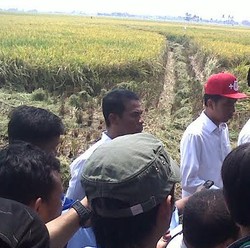 Di Depan Jokowi, Mentan Lapor Masih Ada Panen Padi di 6 Provinsi