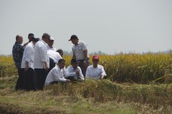 Jokowi Panen Padi Buatan IPB, Ini Keunggulannya