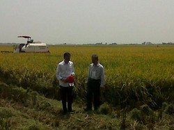 Jokowi Saksikan Panen Padi Pakai Alat Modern di Karawang