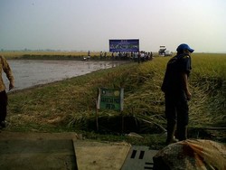 Jokowi akan Panen Padi di Karawang