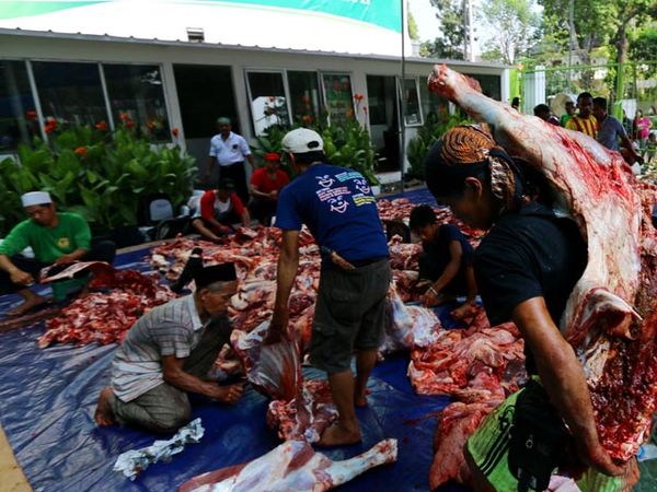 DPP PPP Kurban 5 sapi dan 2 Ekor Kambing