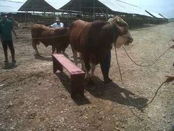 Ini Penjelasan Kemendag Soal Tambahan Impor Sapi Jadi 200.000 Ekor