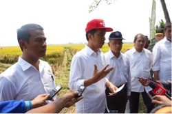 Jokowi Panen Padi dengan Mentan di Karawang, Tegaskan Belum Putuskan Impor Beras