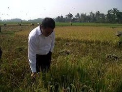 Di Depan Petani, Mentan: 1998 Kita Impor 7 Juta Ton Beras