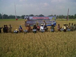 Begini Aksi Mentan Amran Terjun ke Sawah di Blitar