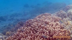 Bawah Laut di Donggala, Tak Kalah Cantik dengan Pantainya!