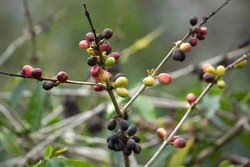 Kota di Papua Ini Cocok untuk Traveler Pecinta Kopi