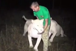 Taman Safari Ukraina Punya Tur Ketemu Singa di Malam Hari