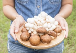 Jamur Ternyata Tak Termasuk Golongan Buah Ataupun Sayur