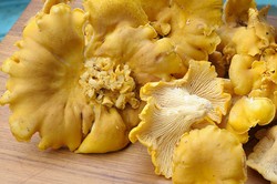 Chanterelle dan Truffle, Jamur Lezat dari Eropa (1)